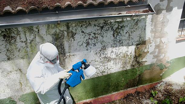 Top rated local Mold Testing specialists in Spring Hill, TN